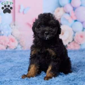 Grace, Mini Aussiedoodle Puppy